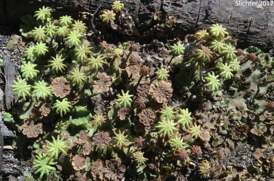 Common Liverwort, Umbrella Liverwort - Marchantia polymorpha (Synonyms: Marchantia alpestris, Marchantia aquatica)