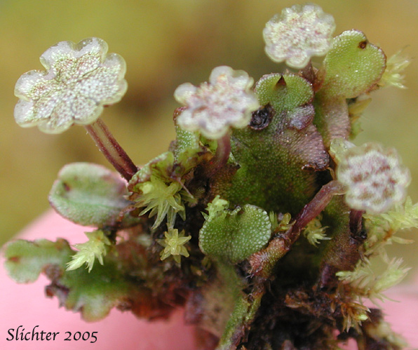 Common Liverwort, Umbrella Liverwort - Marchantia polymorpha (Synonyms: Marchantia alpestris, Marchantia aquatica)