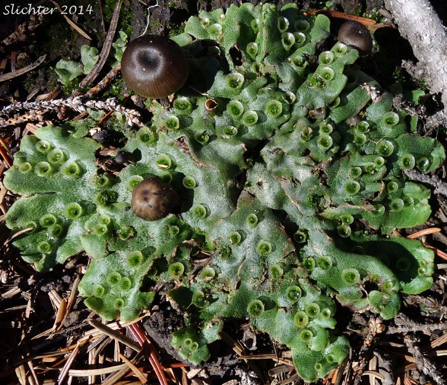 Common Liverwort, Umbrella Liverwort - Marchantia polymorpha (Synonyms: Marchantia alpestris, Marchantia aquatica)