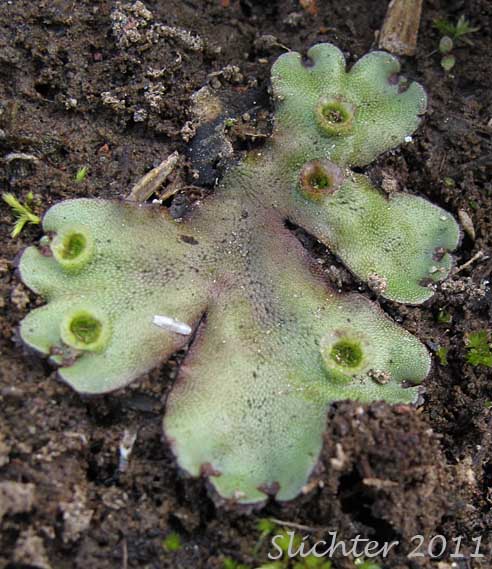 Common Liverwort, Umbrella Liverwort - Marchantia polymorpha (Synonyms: Marchantia alpestris, Marchantia aquatica)