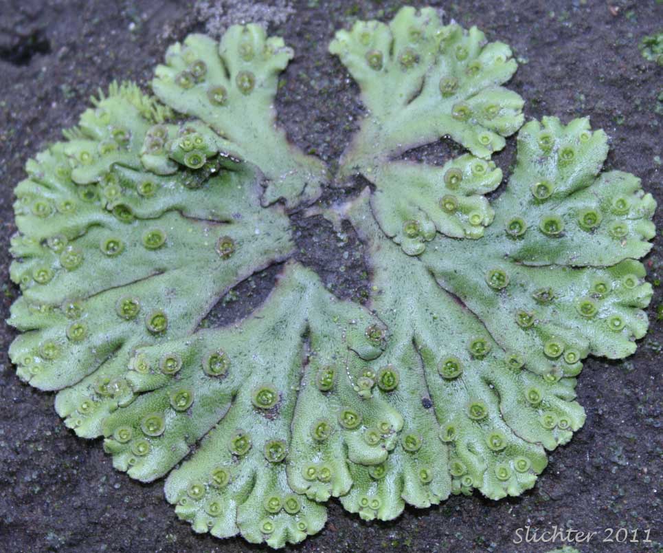 liverwort | plant | Britannica.com