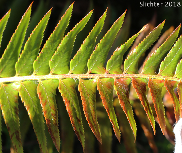 arrow-leaved Sword-fern, Imbricate Sword Fern: Polystichum imbricans ssp. imbricans (Synonym: Polystichum munitum var. imbricans)