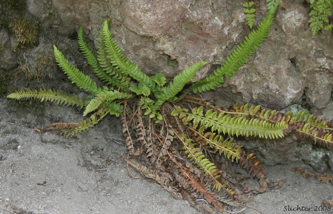 Imbricate Sword Fern, Narrowleaf Swordfern, Narrow-leaved Sword-fern: Polystichum imbricans ssp. imbricans (Synonyms: Polystichum munitum ssp. imbricans, Polysticum munitum ssp. nudatum, Polystichum munitum var. imbricans)