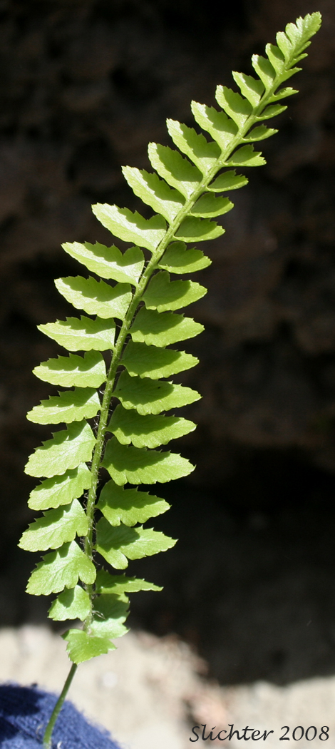 Frond of Imbricate Sword Fern, Narrowleaf Swordfern, Narrow-leaved Sword-fern: Polystichum imbricans ssp. imbricans (Synonyms: Polystichum munitum ssp. imbricans, Polysticum munitum ssp. nudatum, Polystichum munitum var. imbricans)