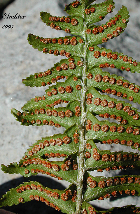 Ventral frond surface of Imbricate Sword Fern, Narrowleaf Swordfern, Narrow-leaved Sword-fern: Polystichum imbricans ssp. imbricans (Synonyms: Polystichum munitum ssp. imbricans, Polysticum munitum ssp. nudatum, Polystichum munitum var. imbricans)
