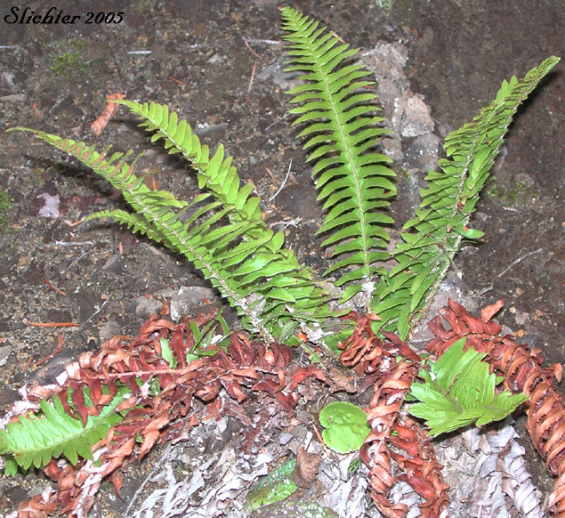 Imbricate Sword Fern, Narrowleaf Swordfern, Narrow-leaved Sword-fern: Polystichum imbricans ssp. imbricans (Synonyms: Polystichum munitum ssp. imbricans, Polysticum munitum ssp. nudatum, Polystichum munitum var. imbricans)