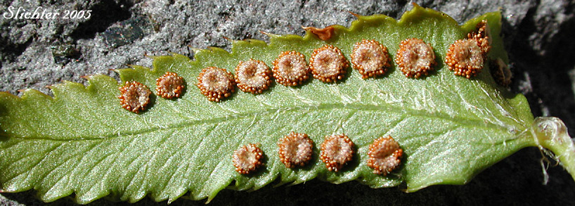 Sori of Imbricate Sword Fern, Narrowleaf Swordfern, Narrow-leaved Sword-fern: Polystichum imbricans ssp. imbricans (Synonyms: Polystichum munitum ssp. imbricans, Polysticum munitum ssp. nudatum, Polystichum munitum var. imbricans)