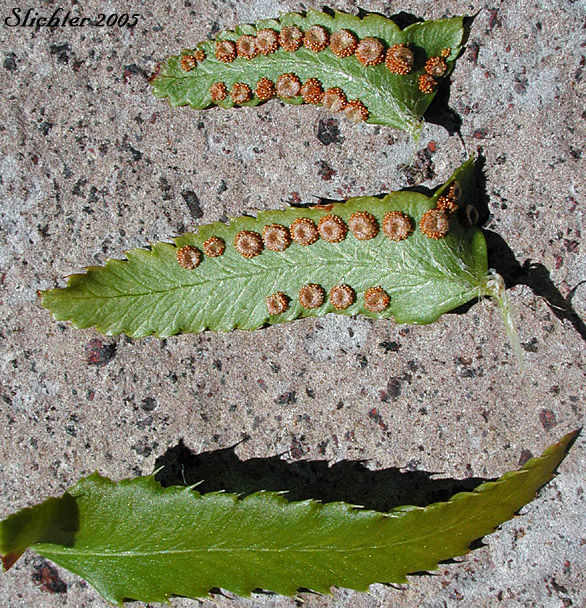 Ventral surface and sori of the leaflets of Imbricate Sword Fern, Narrowleaf Swordfern, Narrow-leaved Sword-fern: Polystichum imbricans ssp. imbricans (Synonyms: Polystichum munitum ssp. imbricans, Polysticum munitum ssp. nudatum, Polystichum munitum var. imbricans)