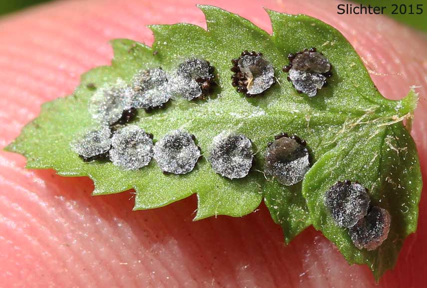 Leaflet of Kruckeberg's Holly Fern, Kruckeberg's Holly-fern, Kruckeberg's Sword Fern: Polystichum kruckebergii