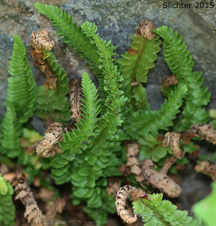 Kruckeberg's Holly Fern, Kruckeberg's Holly-fern, Kruckeberg's Sword Fern: Polystichum kruckebergii
