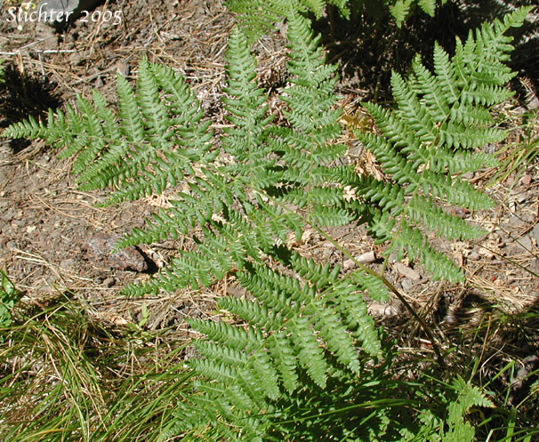 Bracken, Brake Fern, Hairy Bracken, Western Brackenfern, Northern Bracken: Pteridium aquilinum var. pubescens (Synonym: Pteridium aquilinum ssp. lanuginosum, Pteridium aquilinum ssp. pubescens, Pteridium aquilinum var. lanuginosum, Pteris aquilinum var. pubescens)