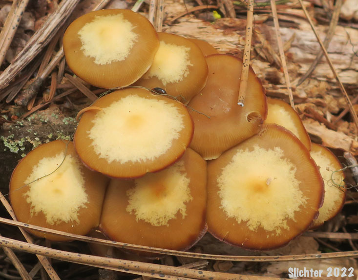 Sheathed Woodtuft: Kuehnermyces mutabilis (Synonyms: Dryophila mutabilis, Galerina mutabilis, Pholiota mutabilis)