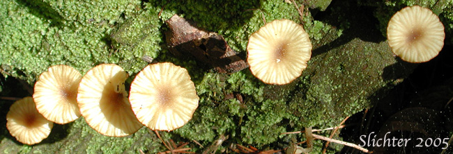 Lichen Agaric: Lichen Agaric Omphalina ericetorum (Synonym: Lichenomphalia umbellifera)
