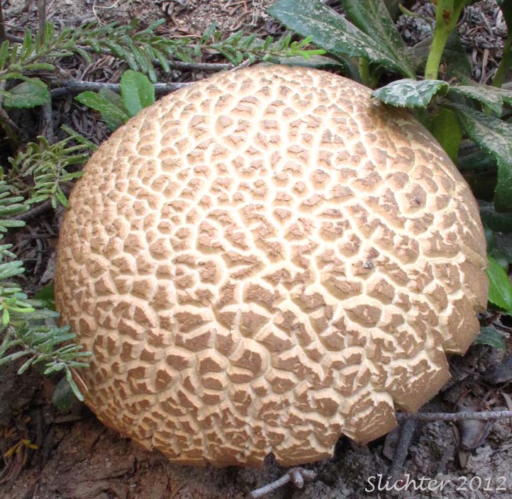 Mt. Adams Bolete #1