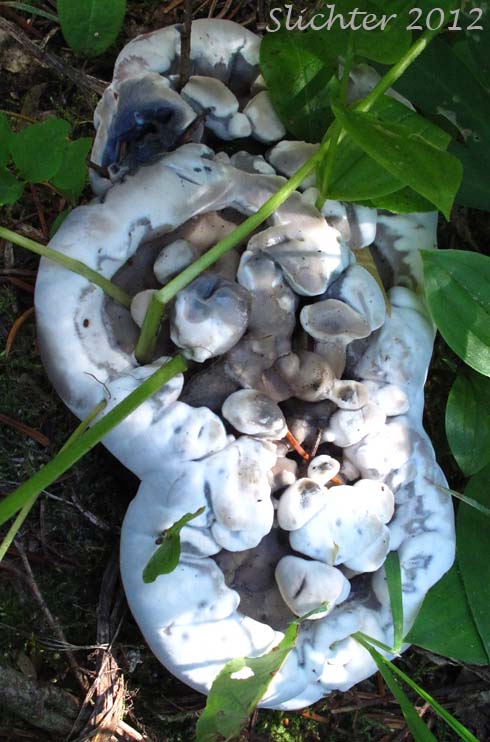 Unidentified Mt. Adams Fungus #5