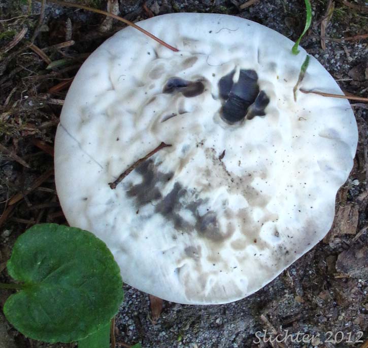 Unidentified Mt. Adams Fungus #5