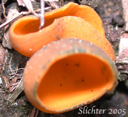 Blue-staining Cup: Caloscypha fulgens