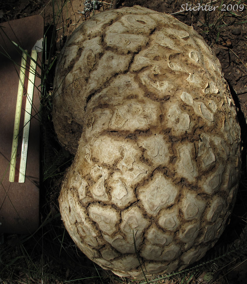 Sculpted Puffball, Sculptured Puffball, Pyramid Puffball, Sierran Puffball: Calvatia sculpta (Synonyms: Lycoperdon sculptum)