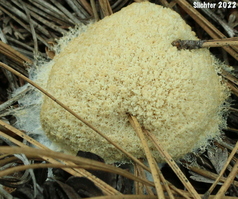 Dog Vomit Slime Mold, Scrambled Egg Slime, Flowers of Tan: Fuligo septica (Synonyms: Aethalium septicum, Mucor septicus, Reticularia septica)