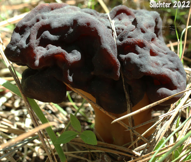 Beefsteak Morel, Conifer False Morel, Brain Mushroom, Elephant-ears, False Morel, Lorchel, Lorel, Turban Fungus: Gyromitra esculenta (Synonyms: Helvella esculenta, Physomitra esculenta)