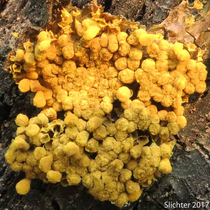 Yellow-fuzz Cone Slime: Hemitrichia clavata