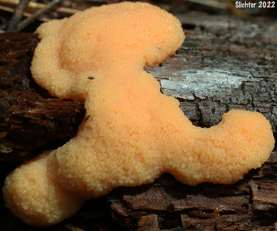 Raspberry Slime Mold, Red Raspberry Slime Mold: Tubifera ferruginosa (Synonyms: Stemonitis ferruginosa, Tubulifera arachnoidea)