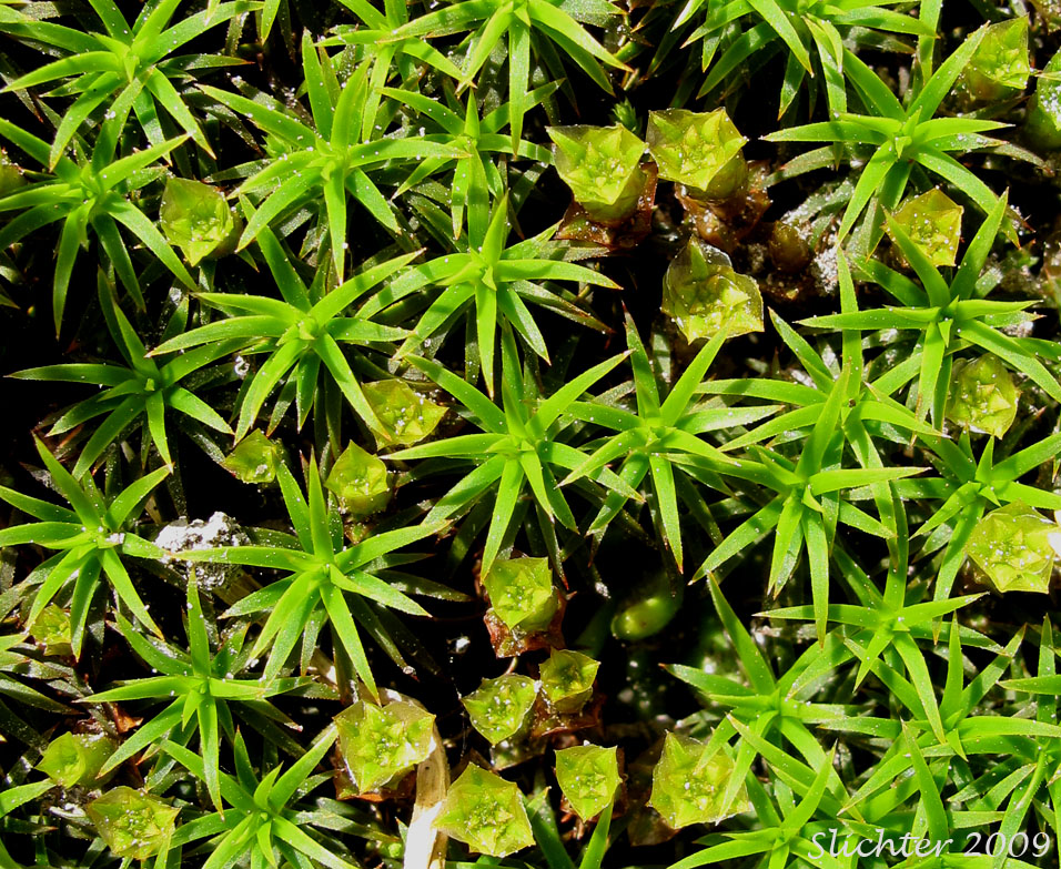 Beautiful Hair-moss, Polytrichum Moss: Polytrichum formosum (Synonyms: Polytrichastrum formosum, Polytrichum attenuatum)