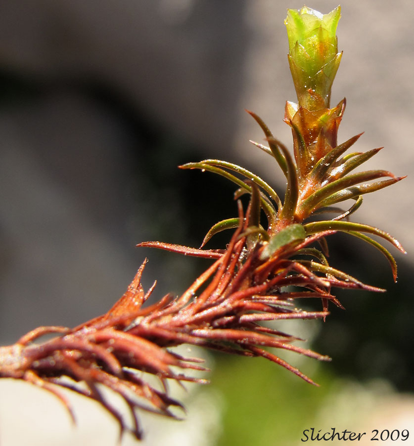 Beautiful Hair-moss, Polytrichum Moss: Polytrichum formosum (Synonyms: Polytrichastrum formosum, Polytrichum attenuatum)