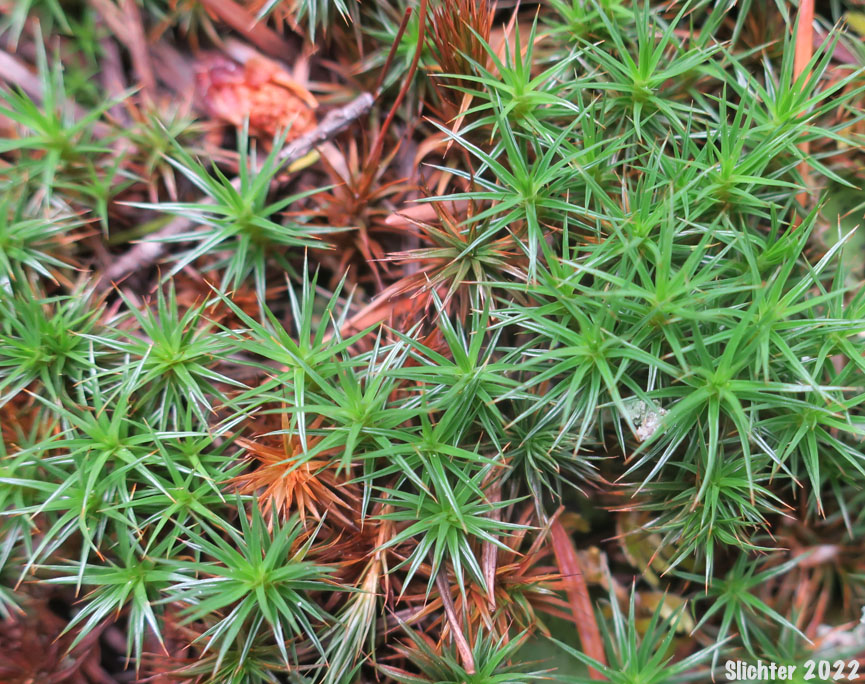 Juniper Moss, Juniper Polytrichum Moss: Polytrichum juniperinum (Synonyms: Polytrichum apiculatum, Polytrichum juniperinum var. waghornei)
