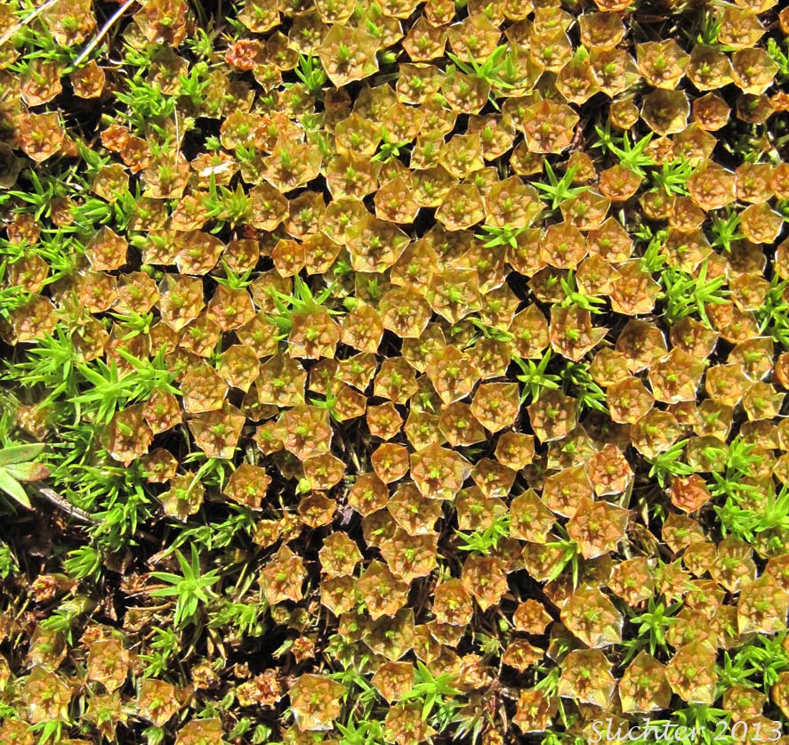 Male reproductive structures of Juniper Moss, Juniper Polytrichum Moss: Polytrichum juniperinum (Synonyms: Polytrichum apiculatum, Polytrichum juniperinum var. waghornei)