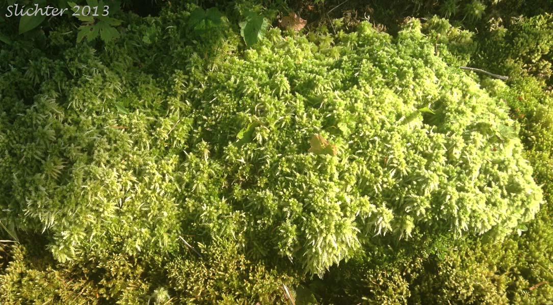 Unidentified Sphagnum Moss #1 Possibly S. palustre or S. squarrosum ?