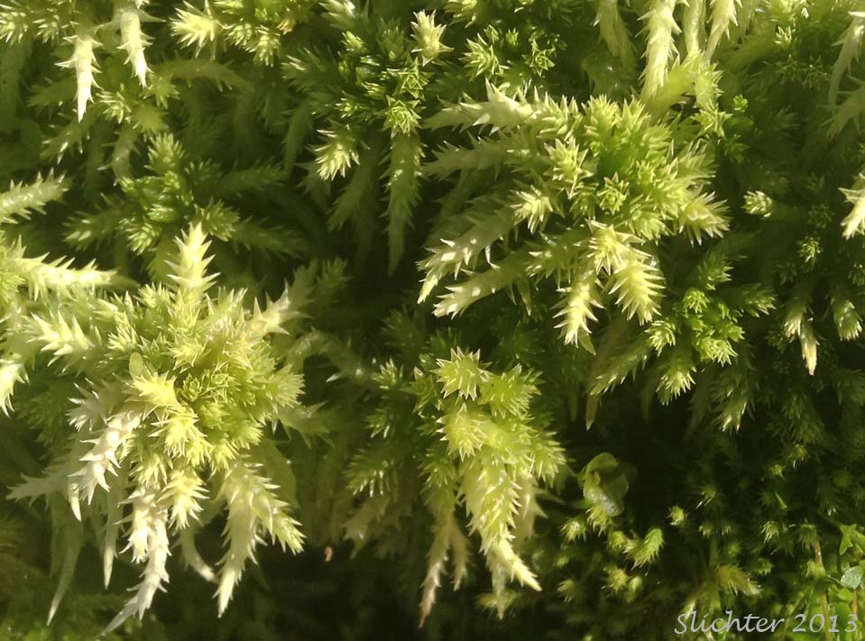 Unidentified Sphagnum Moss #1 Possibly S. palustre or S. squarrosum ?