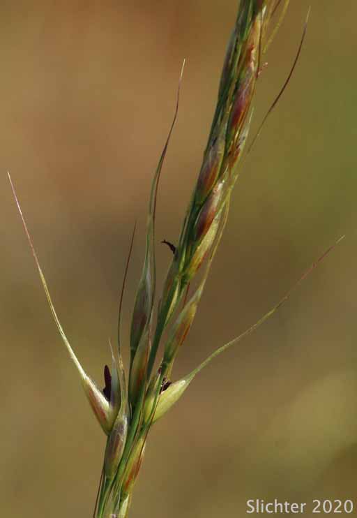Inflorescence of Lemmon's Needlegrass: Achnatherum lemmonii ssp. lemmonii (Synonyms: Achnatherum lemmoni var. lemmonii, Stipa columbiana var. columbiana, Stipa lemmonii var. jonesii, Stipa lemmonii var. lemmonii)