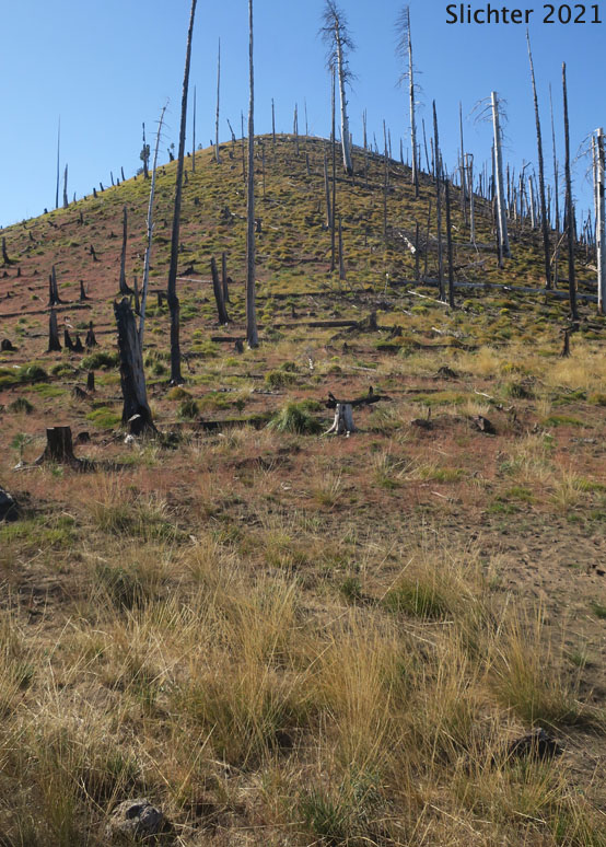 Habitat of Common Western Needlegrass, Hairy Needlegrass, Pubescent Western Needlegrass, Western Needlegrass: Achnatherum occidentale ssp. pubescens (Synonyms: Stipa elmeri, Stipa occidentalis var. pubescens) on Snow Plow Mountain, Tract D, Yakama Nation lands on Mt. Adams......August 31, 2021.