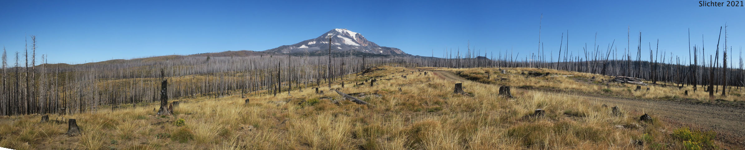 Habitat of Common Western Needlegrass, Hairy Needlegrass, Pubescent Western Needlegrass, Western Needlegrass: Achnatherum occidentale ssp. pubescens (Synonyms: Stipa elmeri, Stipa occidentalis var. pubescens)