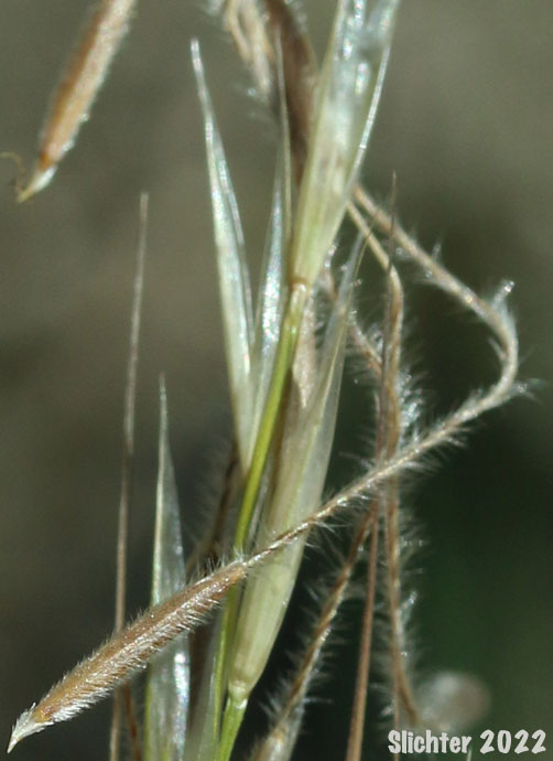 Common Western Needlegrass, Hairy Needlegrass, Pubescent Western Needlegrass, Western Needlegrass: Achnatherum occidentale ssp. pubescens (Synonyms: Stipa elmeri, Stipa occidentalis var. pubescens)