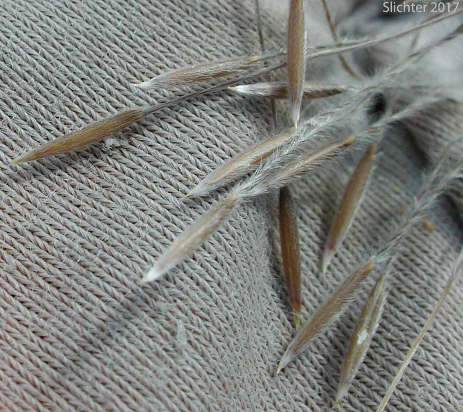 Lemmas and awns of Common Western Needlegrass, Hairy Needlegrass, Pubescent Western Needlegrass: Achnatherum occidentale ssp. pubescens (Synonyms: Stipa elmeri, Stipa occidentalis var. pubescens)