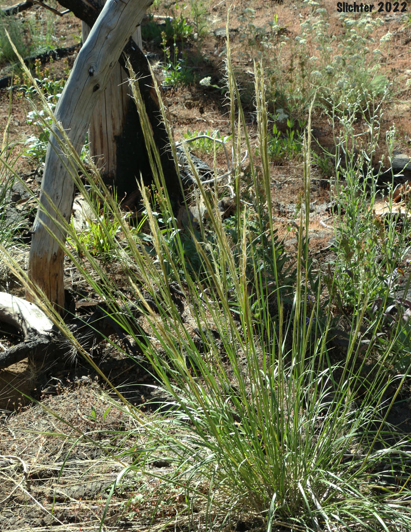 Common Western Needlegrass, Hairy Needlegrass, Pubescent Western Needlegrass, Western Needlegrass: Achnatherum occidentale ssp. pubescens (Synonyms: Stipa elmeri, Stipa occidentalis var. pubescens)