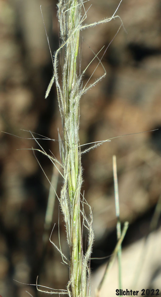 Inflorescence of Common Western Needlegrass, Hairy Needlegrass, Pubescent Western Needlegrass, Western Needlegrass: Achnatherum occidentale ssp. pubescens (Synonyms: Stipa elmeri, Stipa occidentalis var. pubescens)