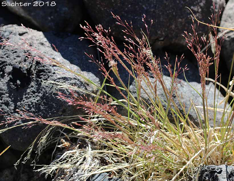 Colonial Bentgrass, Idaho Bent, Idaho Bentgrass, Idaho Redtop: Agrostis idahoensis (Synonyms: Agrostis bakeri, Agrostis borealis var. rectaAgrostis filicumis, Agrostis idahoensis var. bakeri, Agrostis idahoensis var. idahoensis)