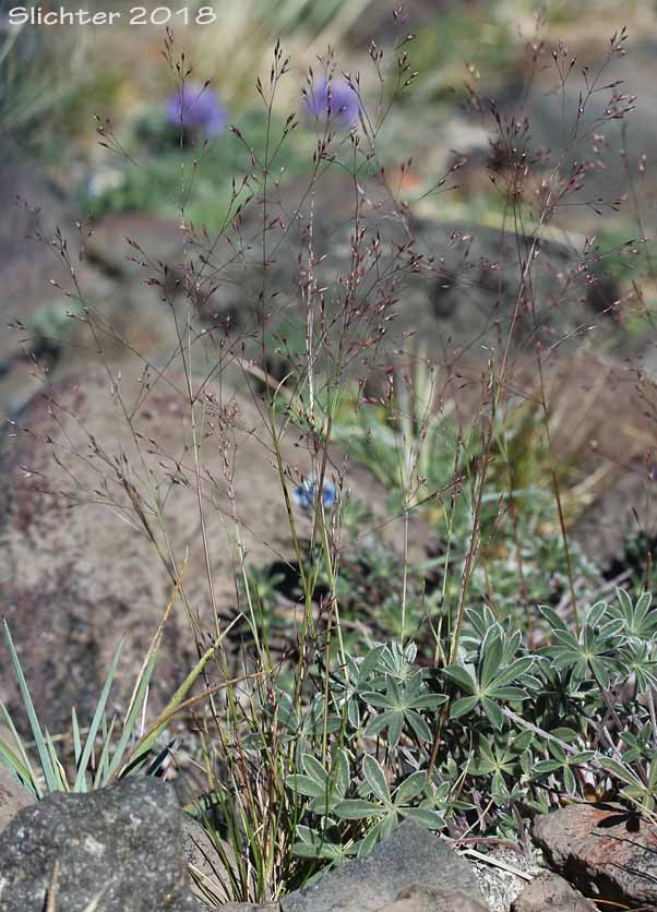 Colonial Bentgrass, Idaho Bent, Idaho Bentgrass, Idaho Redtop: Agrostis idahoensis (Synonyms: Agrostis bakeri, Agrostis borealis var. rectaAgrostis filicumis, Agrostis idahoensis var. bakeri, Agrostis idahoensis var. idahoensis)