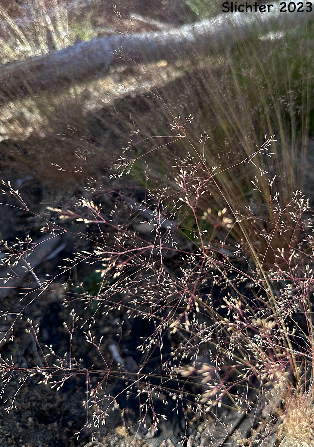 Inflorescence of Rough Bent, Rough Bentgrass, Ticklegrass: Agrostis scabra (Synonyms: Agrostis geminata, Agrostis hyemalis var. geminata, Agrostis hyemalis var. scabra, Agrostis hyemalis var. tenuis, Agrostis scabra ssp. septentrionalis, Agrostis scabra var. geminata, Agrostis scabra var. septentrionalis)
