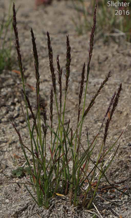 Alpine Bent, Mountain Bentgrass, Variant Bentgrass: Agrostis variabilis (Synonym: Agrostis rossiae)