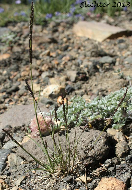Alpine Bent, Mountain Bentgrass, Variant Bentgrass: Agrostis variabilis (Synonym: Agrostis rossiae)