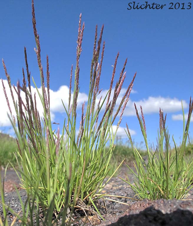 Alpine Bent, Mountain Bentgrass, Variant Bentgrass: Agrostis variabilis (Synonym: Agrostis rossiae)