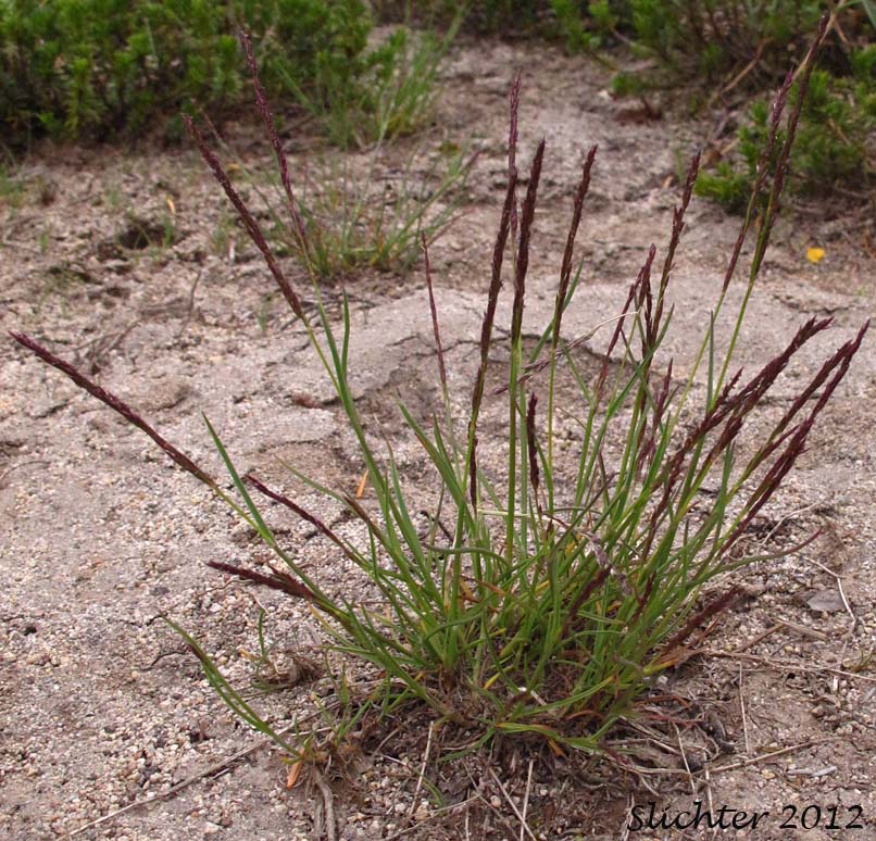 Alpine Bent, Mountain Bentgrass, Variant Bentgrass: Agrostis variabilis (Synonym: Agrostis rossiae)