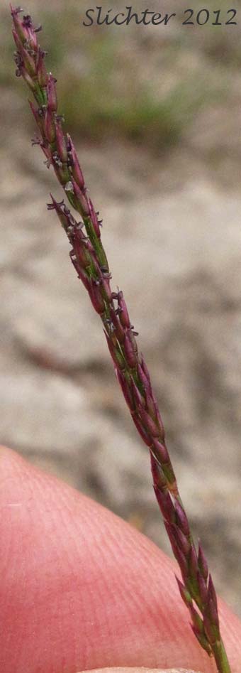 Close-up of an inflorescence of Alpine Bent, Mountain Bentgrass, Variant Bentgrass: Agrostis variabilis (Synonym: Agrostis rossiae)