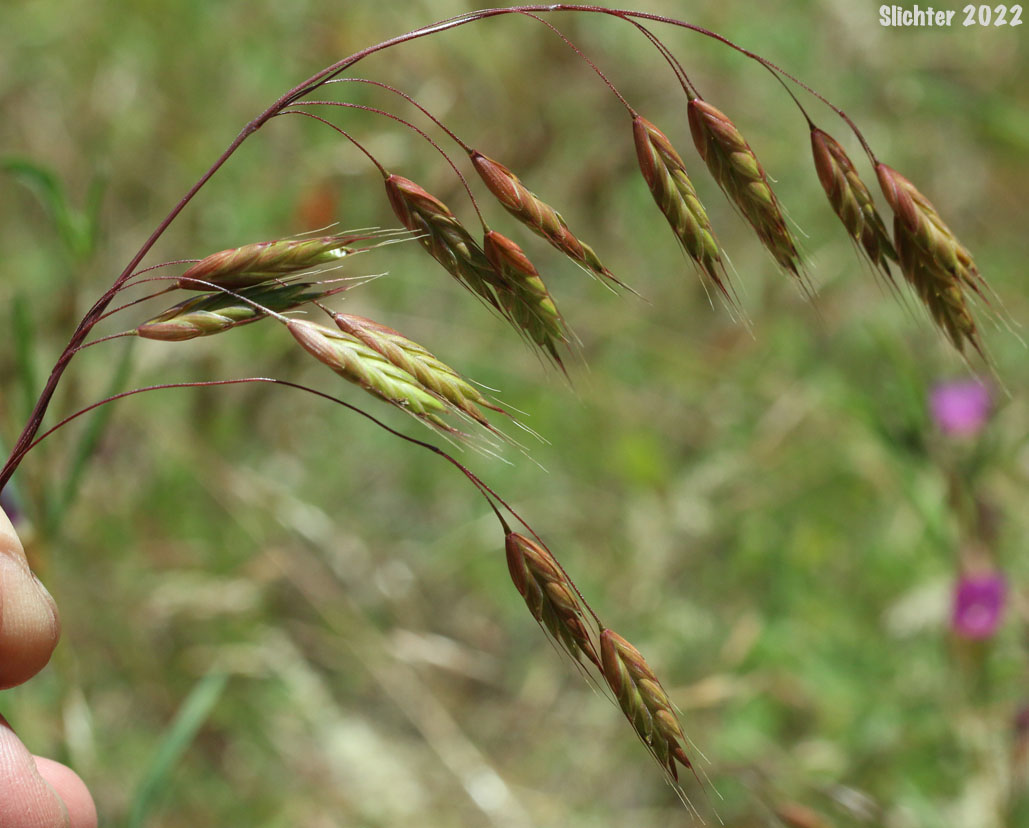 Inflorescence of Field Brome, Japanese Brome: Bromus japonicus (Synonyms: Bromus anatolicus, Bromus arvensis, Bromus japonicus ssp. anatolicus, Bromus japonicus var. porrectus, Bromus patulus)