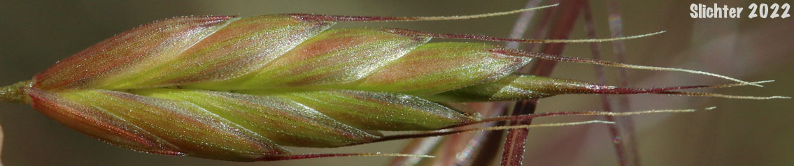 Spikelet of Field Brome, Japanese Brome: Bromus japonicus (Synonyms: Bromus anatolicus, Bromus arvensis, Bromus japonicus ssp. anatolicus, Bromus japonicus var. porrectus, Bromus patulus)