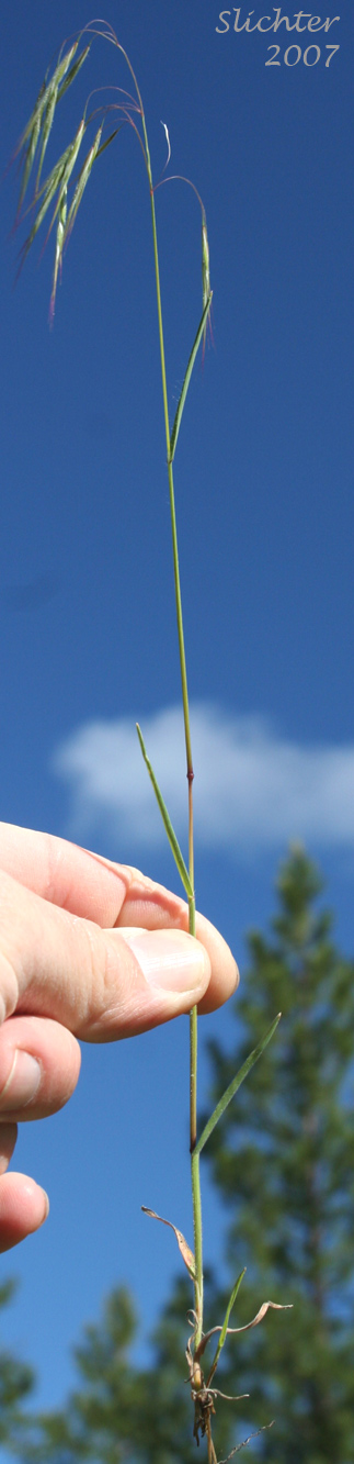 Cheat Grass, Cheatgrass Brome, Downy Brome: Bromus tectorum (Synonyms: Anisantha tectorum, Bromus tectorum var. glabratus, Bromus tectorum var. hirsutus, Bromus tectorum var. nudus, Bromus tectorum var. tectorum)